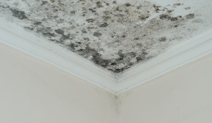 Mold Removal & Remediation in Greater Boston, MA