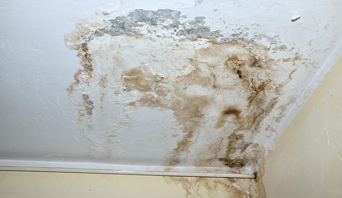 Mold Removal & Remediation in Greater Boston, MA