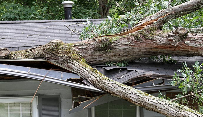 storm tossed tree impales a house roof